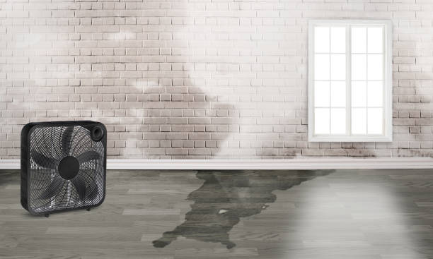 Best Ceiling water damage repair  in Holiday City South, NJ